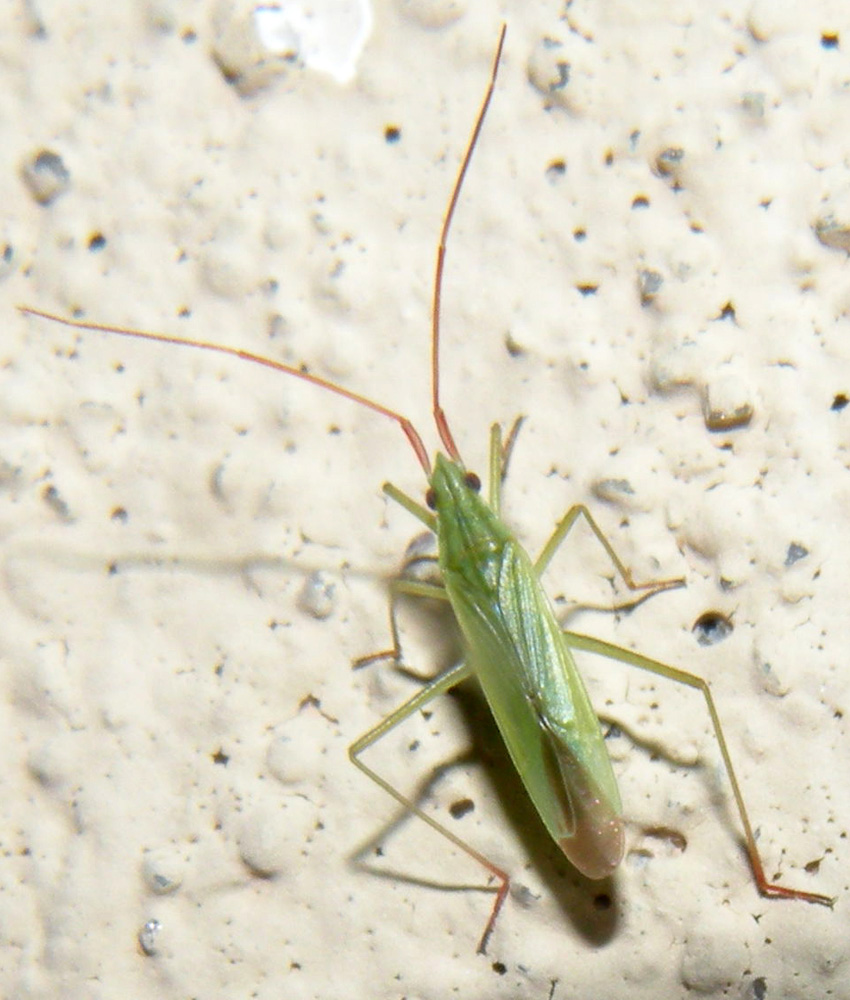 Trigonotylus forse ruficornis?